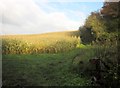 Maize by the Frome Valley Walkway