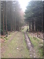 A forest track in Staites Hill Wood