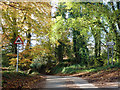 Autumn at a lane junction