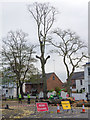 Tree felling in Beauchamp Avenue