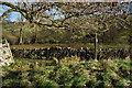 SE0261 : Bridleway to the River Wharfe near Burnsall by Ian S