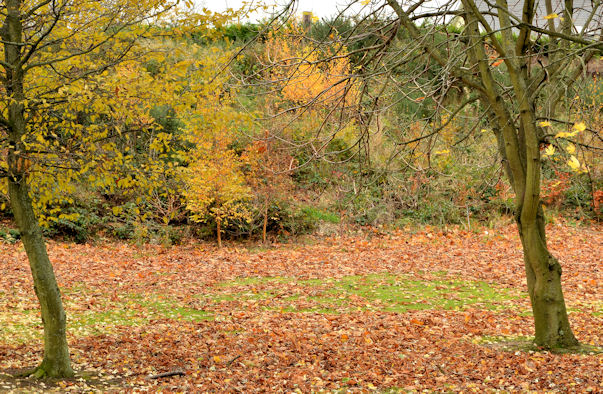 Last of the autumn leaves, Dundonald (1)