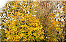 J4173 : Last of the autumn leaves, Dundonald (2) by Albert Bridge