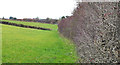 J4377 : Leafless hedge, Craigantlet by Albert Bridge