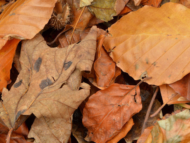 Autumn leaves, Glenlyon, Holywood (4)