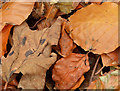 J4078 : Autumn leaves, Glenlyon, Holywood (4) by Albert Bridge
