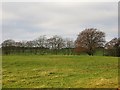 Grass field, Little Dykehead