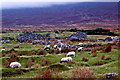 F6307 : Achill Island - Deserted Village - Grazing Sheep & Cottage Ruins by Joseph Mischyshyn