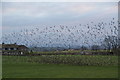 A flock of birds by Out Lane Head