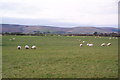 Sheep near Black Hall Farm