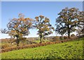 Oaks near Lyme Road