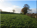 Pasture near Crag Hill