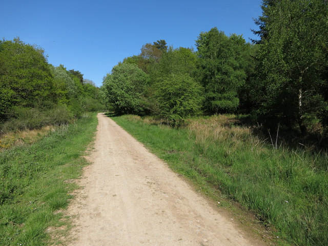Cycle path, Forest of Dean