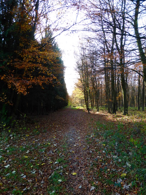 Path re-enters Wildham Wood