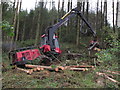 Tree felling with heavy machinery Ballintemple Wood near Newry