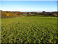 Grazing fields west of the B5101