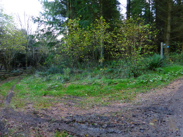 Track leaves bridleway in estate woodland