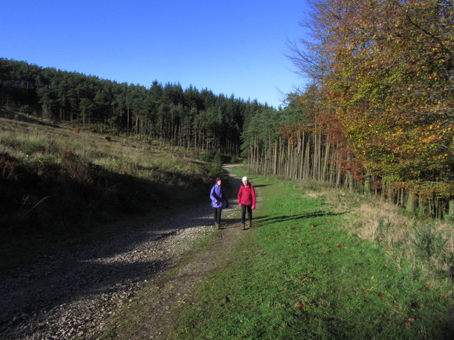 On track up towards Nessit Hill, Macclesfield Forest