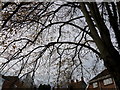 Bare branches of the Linden Tree