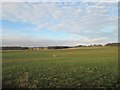 Grazing sheep at Cowford