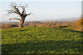 Dead oak tree