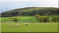 NU0910 : Sheep beneath Thrunton Wood by Richard Webb