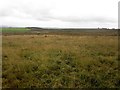 NY0733 : Rough grassland south east of Fox House Farm by Graham Robson