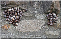 NT7177 : Common snails (Helix aspersa) at Cat Craig by Walter Baxter