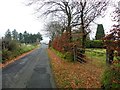 Fallen leaves along Garryowen Road