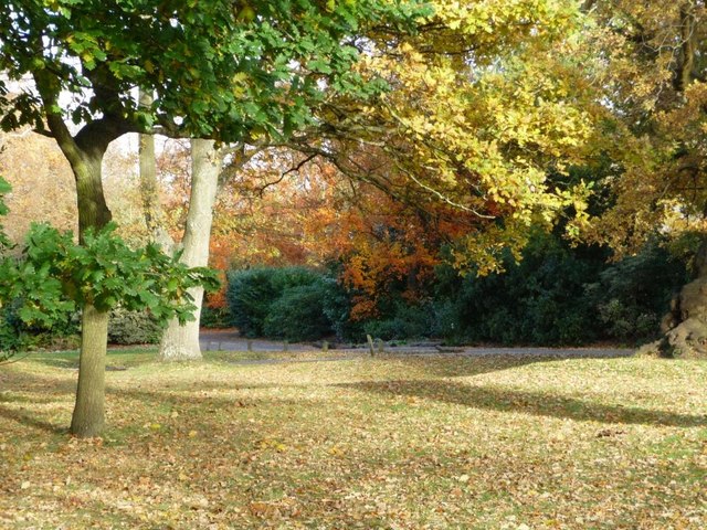 Autumn leaves, Richmond Park