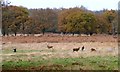 TQ1972 : Too close to the red deer, Richmond Park by Christine Johnstone