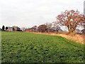 Black Callerton from the south