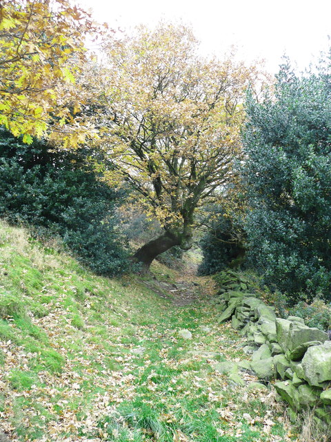 Tree arched over Church Lane