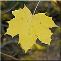 Acer leaf