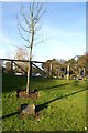 Peasholm Park centenary tree