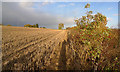 Footpath beside field boundary