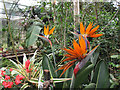 Bird-of-Paradise flowers