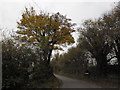 An autumnal scene in Oxenbourne Lane