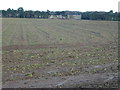 TF7516 : Harvested sugar beet field near East Walton by Richard Humphrey