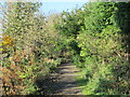 The trackbed of the former Brampton branch railway (2)