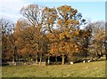 Obelisk and stand of trees near Newton Farm