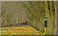 J3673 : Autumn leaves, Orangefield, Belfast (2) by Albert Bridge