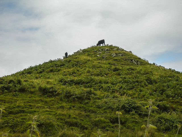 Mountaineering cattle