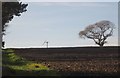 Tree and wind turbine, Sconner Down