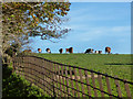 Cows in Hitcham Park