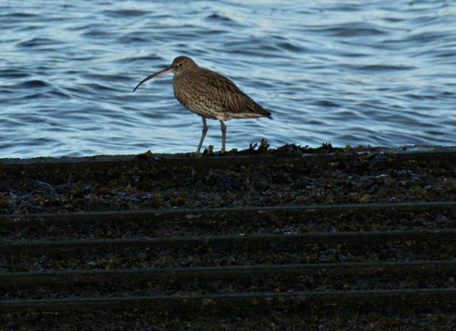 A curlew at Cove Road
