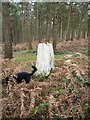 Trig point on Shirlett Common