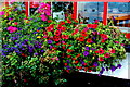 M2208 : Ballyvaghan - Monk's Seafood Pub & Restaurant - Flowers at Dining Wing Window by Joseph Mischyshyn