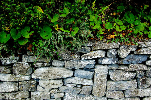 Ballyvaghan - Green Plants above Stone Wall