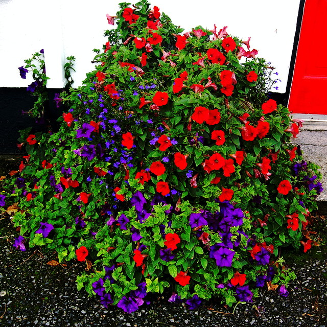 Ballyvaghan - White & Red B&B - Flowers... © Joseph Mischyshyn ...